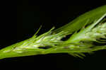 Asian shortstem sedge